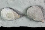 Cystoid Fossil (Holocystites) Plate - Indiana #106270-1